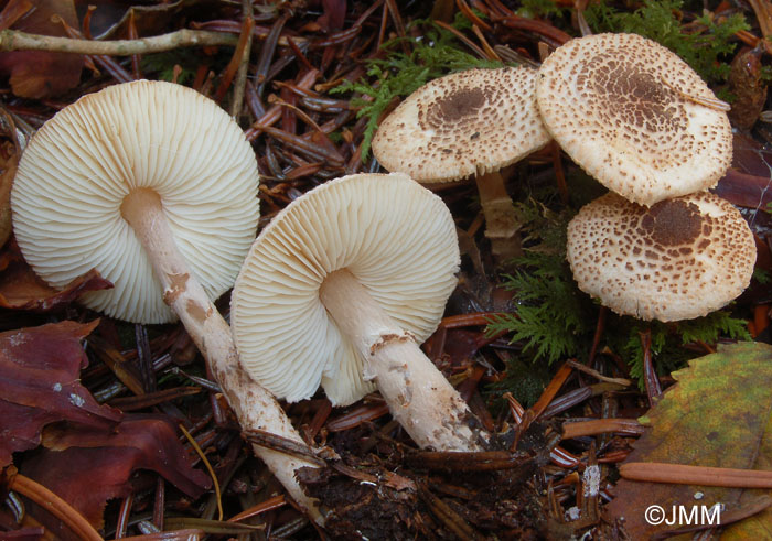 Lepiota felina