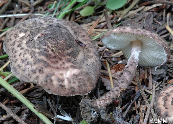 Lepiota fuscovinacea