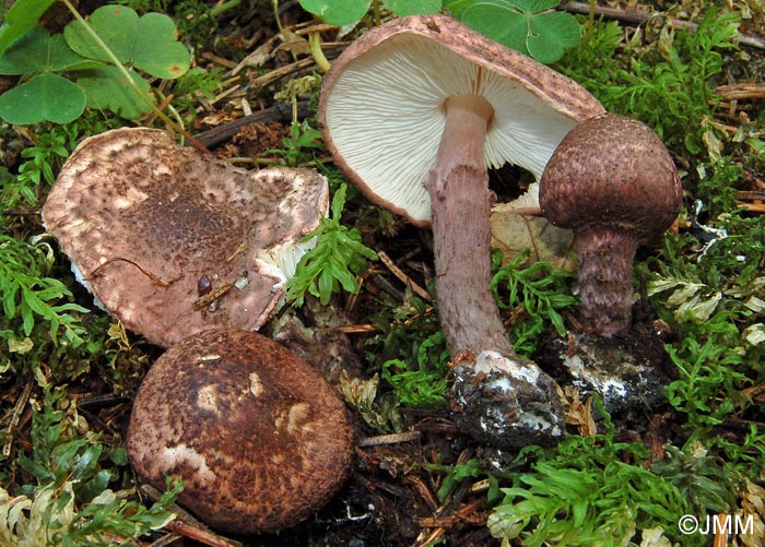 Lepiota fuscovinacea