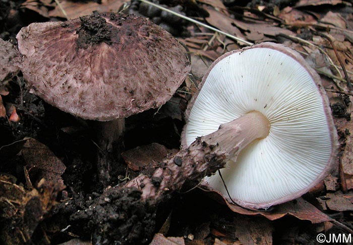 Lepiota fuscovinacea