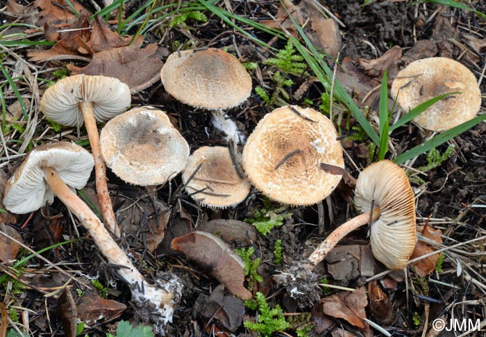 Lepiota grangei