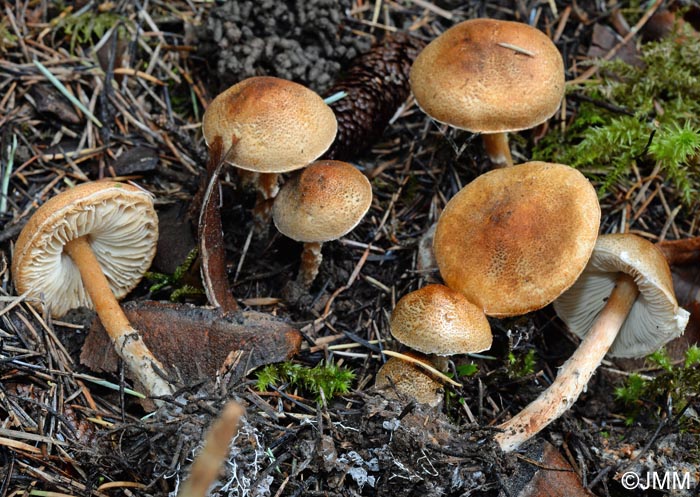 Lepiota grangei