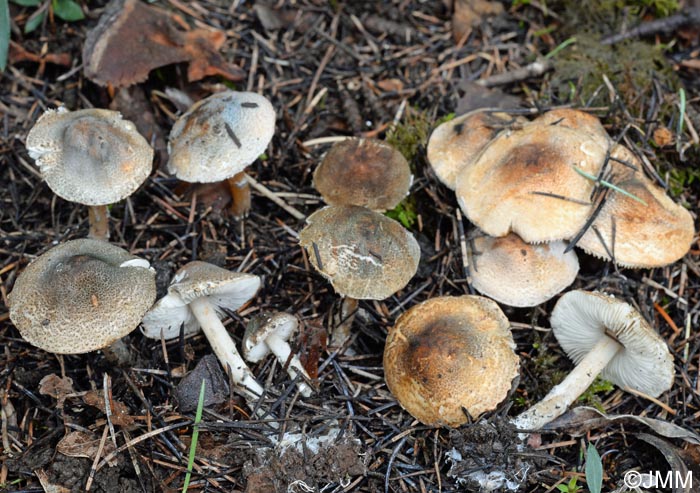 Lepiota grangei