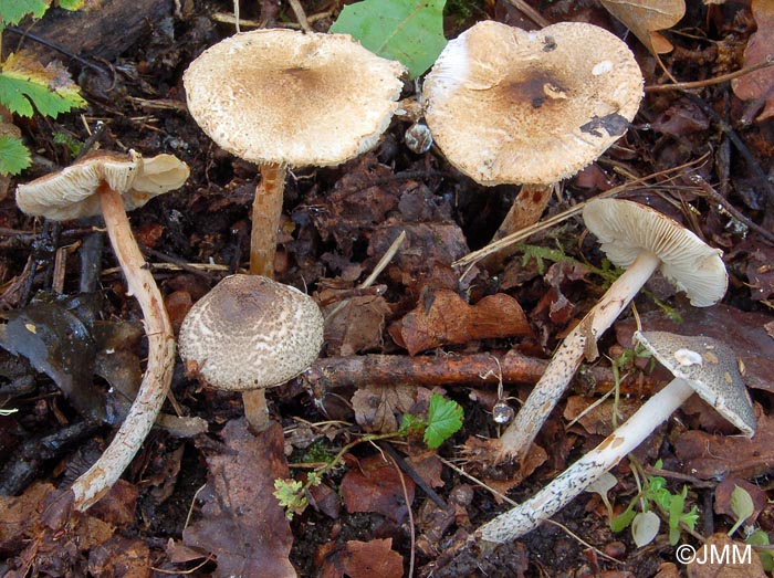 Lepiota grangei