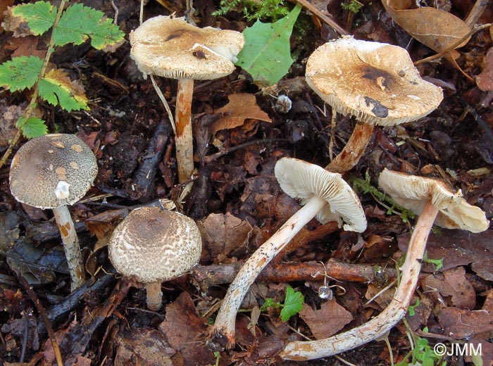 Lepiota grangei