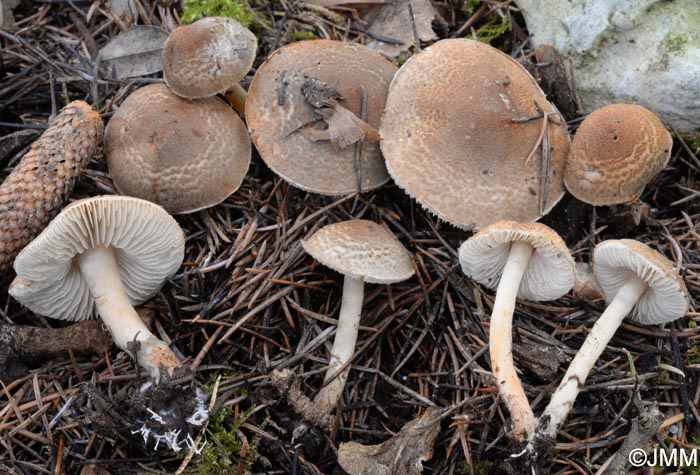 Lepiota grangei