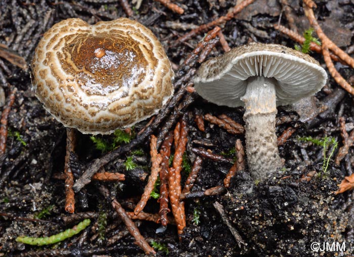 Lepiota griseovirens