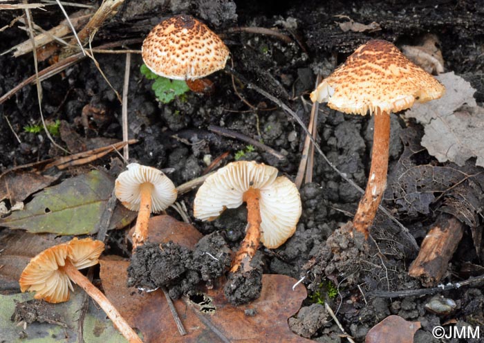 Lepiota ignipes