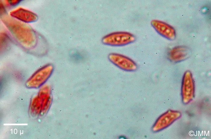 Lepiota ignipes : spores