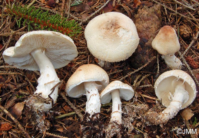 Lepiota ignivolvata