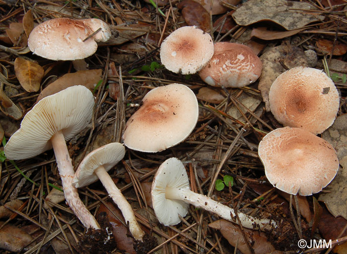 Lepiota josserandii