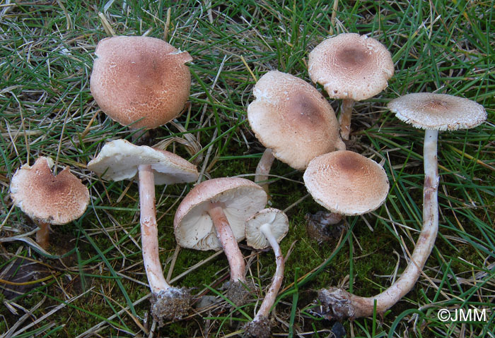 Lepiota josserandii