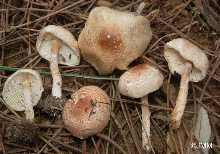 Lepiota josserandii