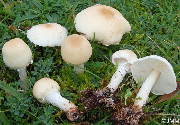 Lepiota ochraceodisca