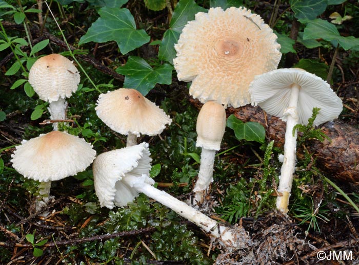 Lepiota ochraceosulfurescens