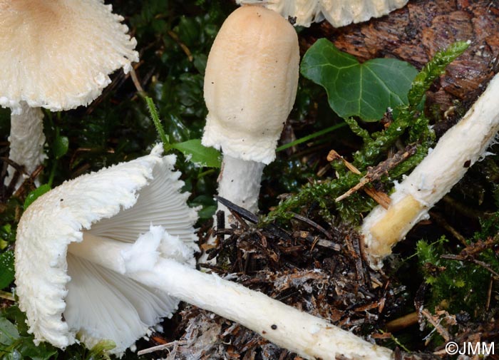 Lepiota ochraceosulfurescens : dtail du pied jaunissant au frottement