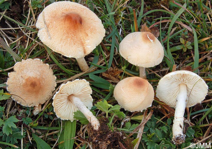 Lepiota oreadiformis