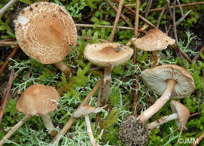 Lepiota pseudohelveola var. sabulosa