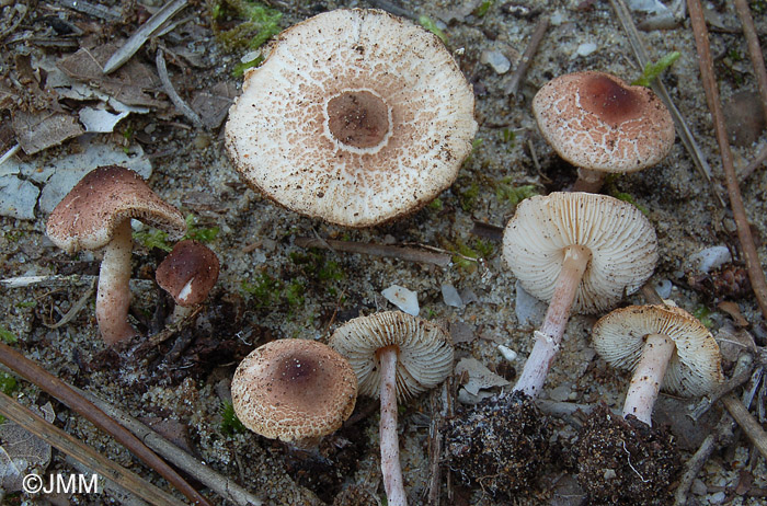 Lepiota saponella