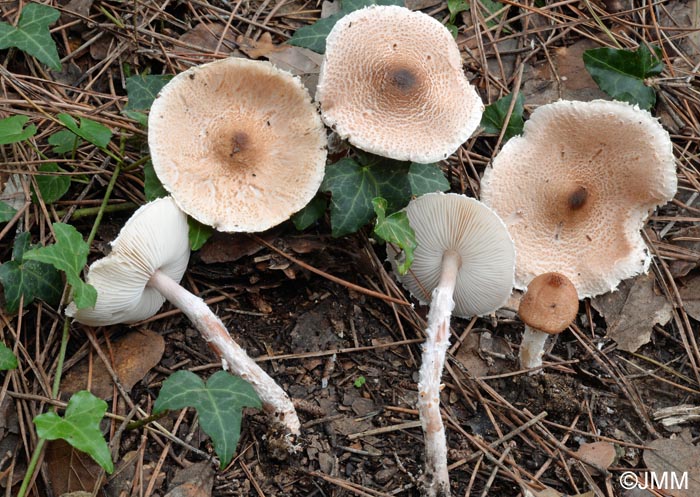 Lepiota sublaevigata