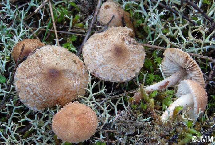 Lepiota sublaevigata