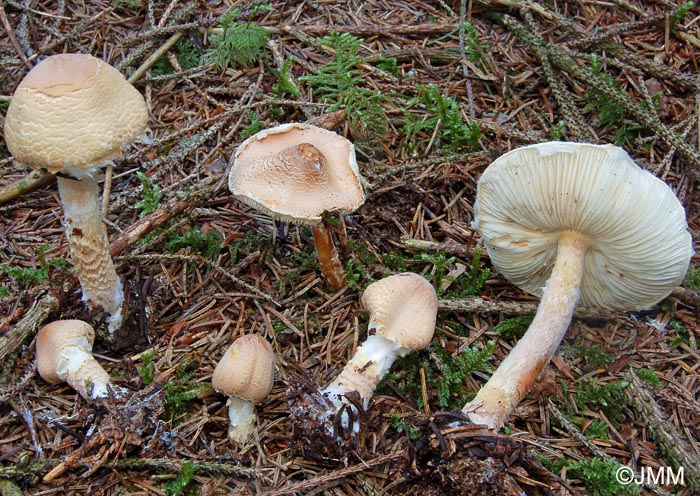 Lepiota ventriosospora