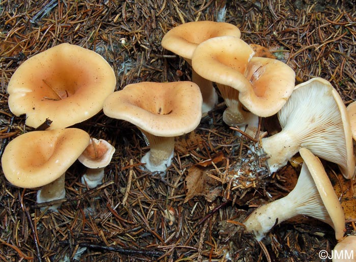 Lepista inversa = Clitocybe inversa