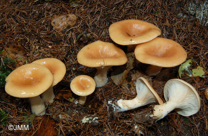 Lepista inversa = Clitocybe inversa