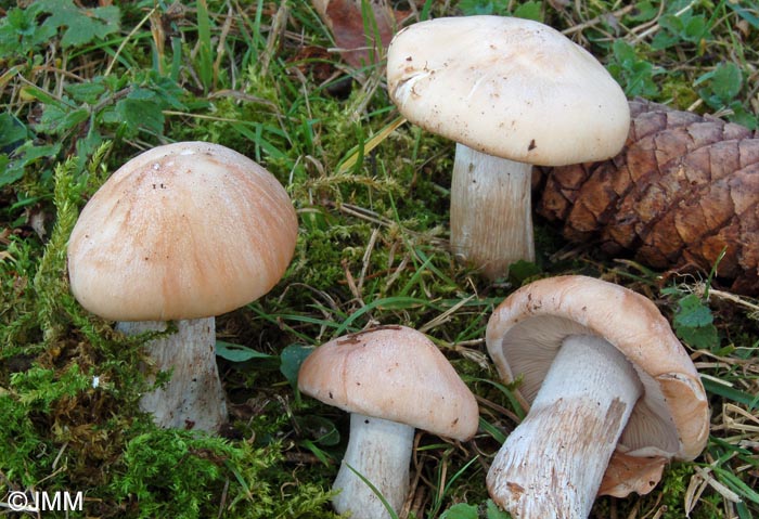 Lepista nuda var. tridentina