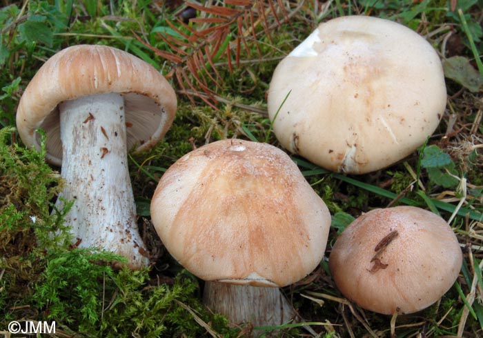 Lepista nuda var. tridentina