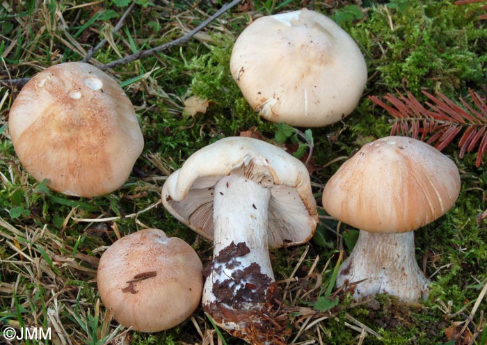 Lepista nuda var. tridentina