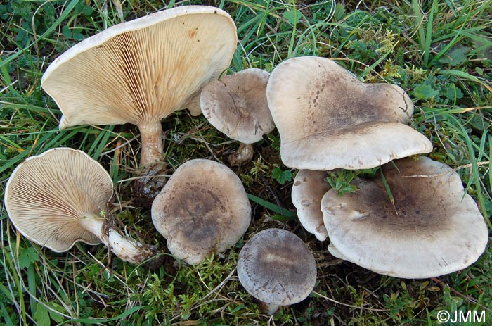 Lepista panaeolus