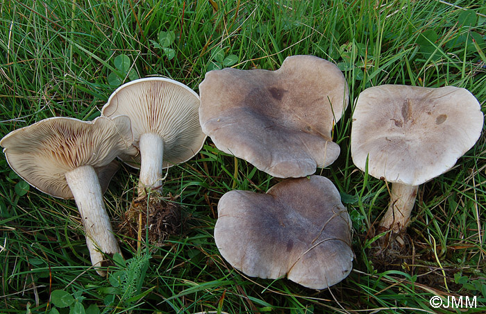 Lepista panaeolus