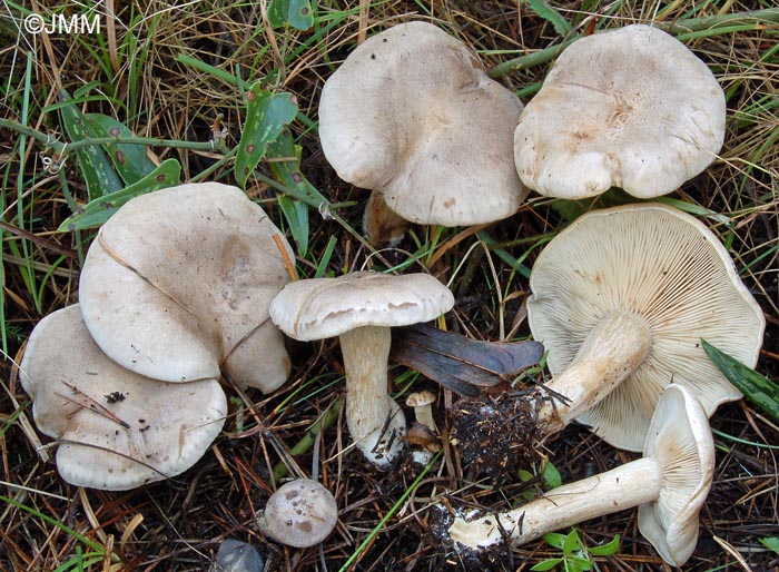 Lepista panaeolus