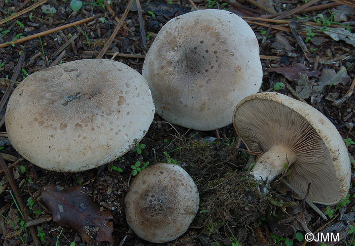 Lepista panaeolus