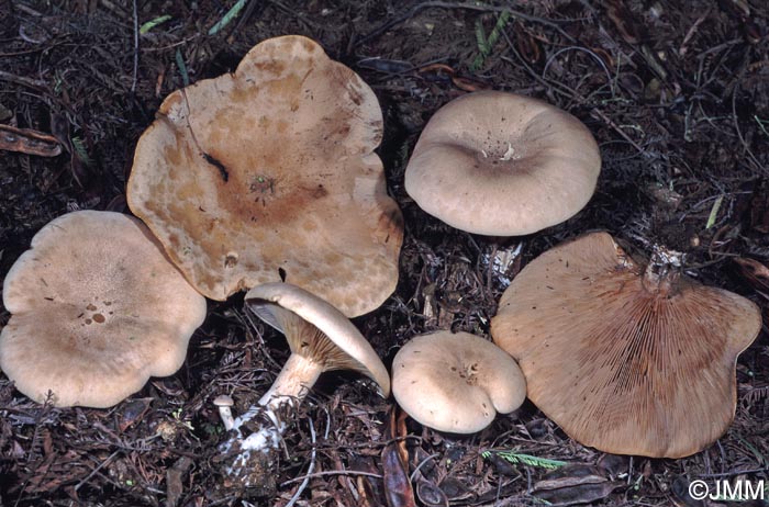 Lepista rickenii = Lepista panaeolus var. paxilloides