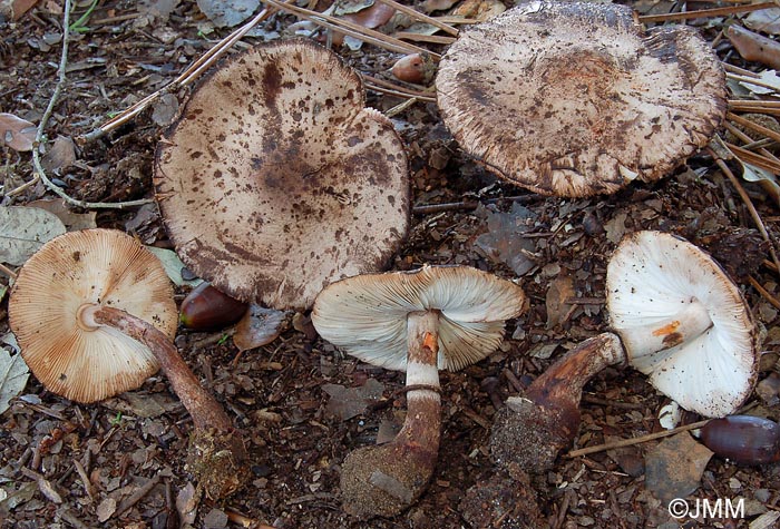 Leucoagaricus badhamii