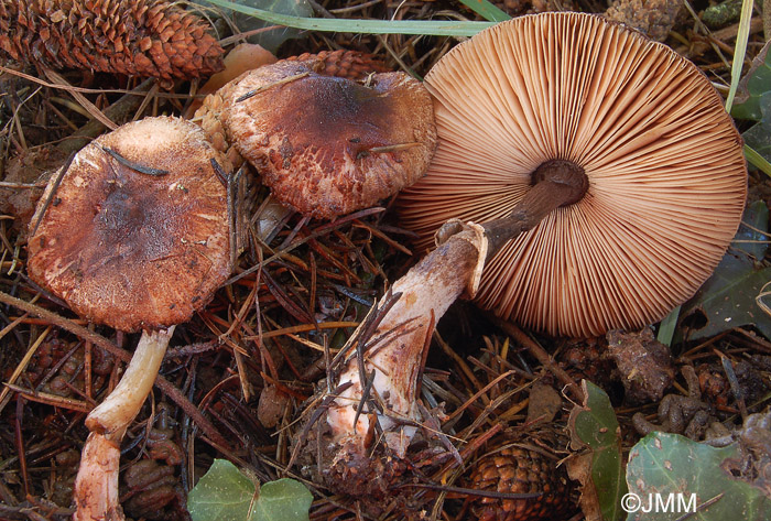 Leucoagaricus badhamii 