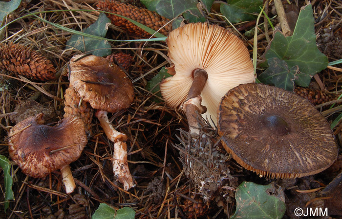 Leucoagaricus badhamii 