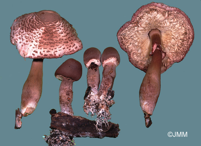 Leucoagaricus bresadolae