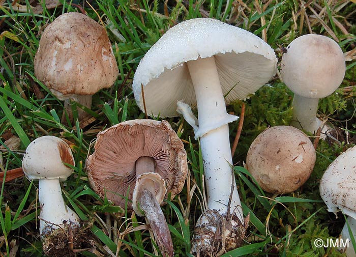 Leucoagaricus carneifolius