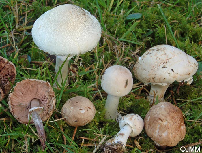 Leucoagaricus carneifolius