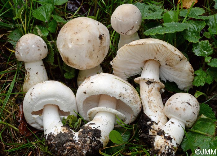 Leucoagaricus cinerascens