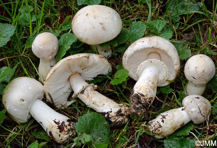 Leucoagaricus cinerascens