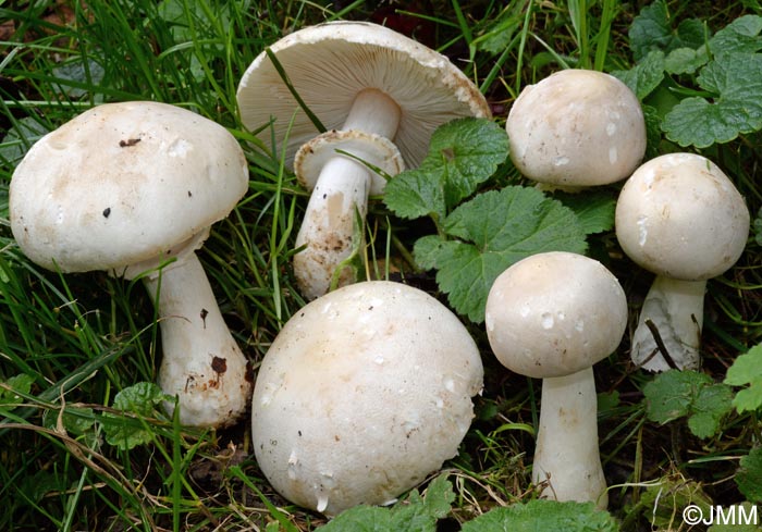 Leucoagaricus cinerascens