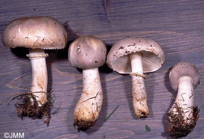 Leucoagaricus cinerascens