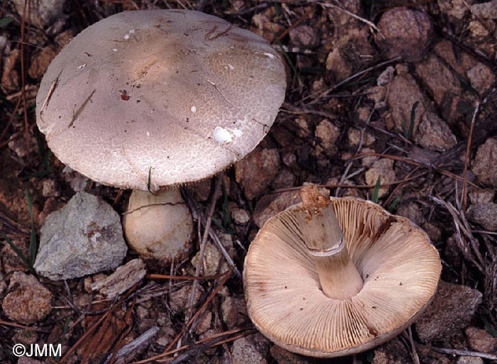 Leucoagaricus cinerascens