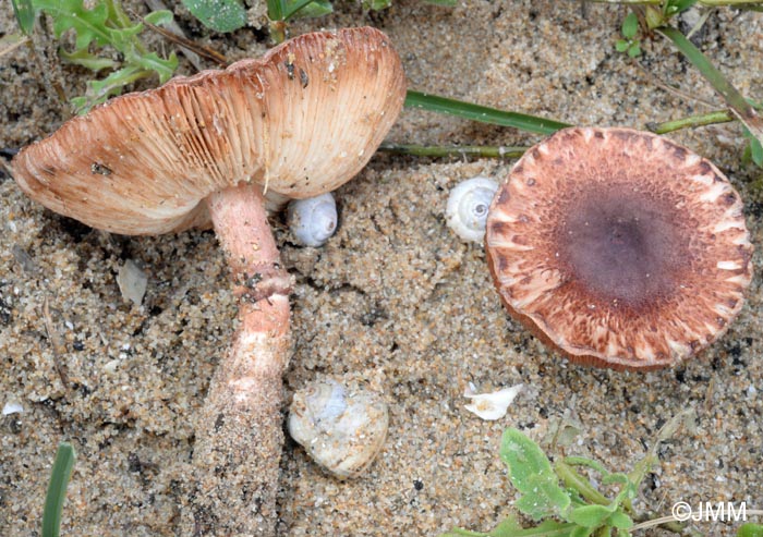 Leucoagaricus croceovelutinus