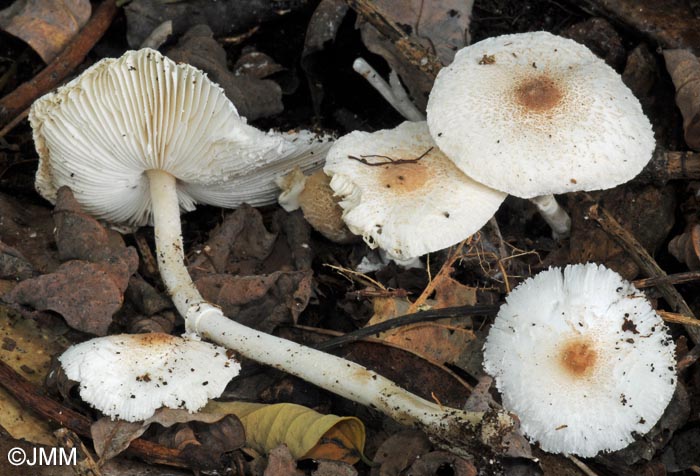 Leucoagaricus gauguei = Sericeomyces gauguei