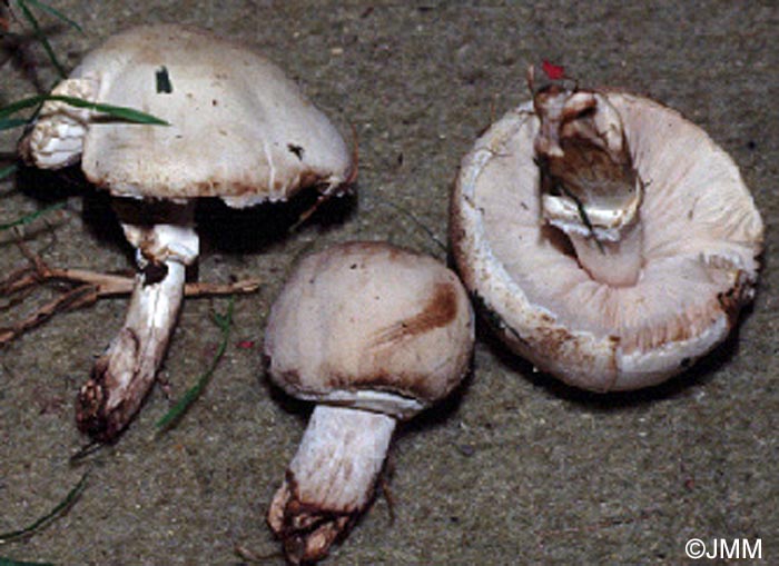 Leucoagaricus holosericeus